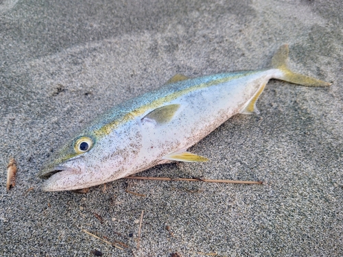 ツバスの釣果