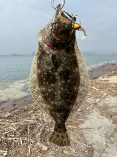 ヒラメの釣果