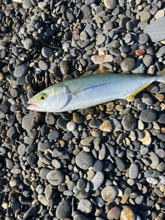 ワカシの釣果