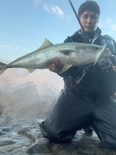 ブリの釣果