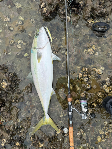 ブリの釣果