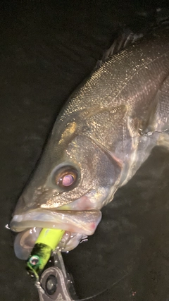 シーバスの釣果