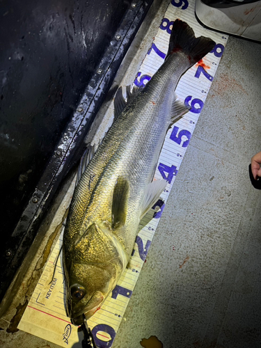 シーバスの釣果