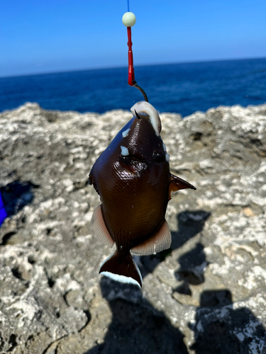 ツマジロモンガラの釣果