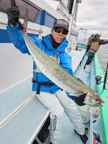 サワラの釣果