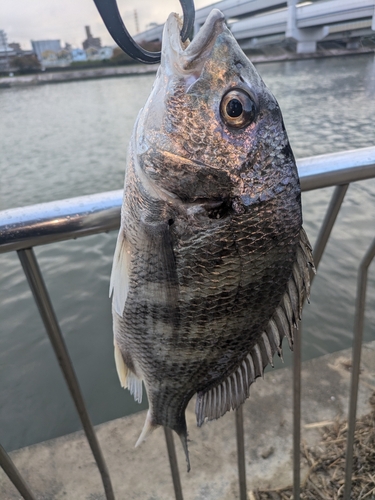 チヌの釣果