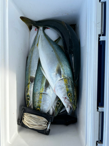 ハマチの釣果