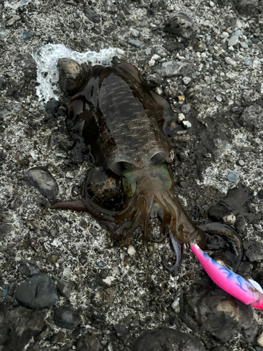 アオリイカの釣果