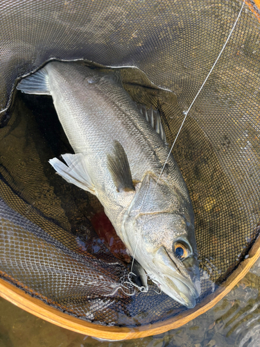 スズキの釣果