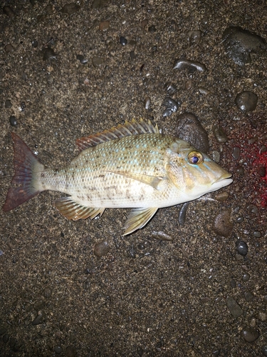 ハマフエフキダイの釣果