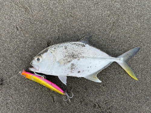 メッキの釣果