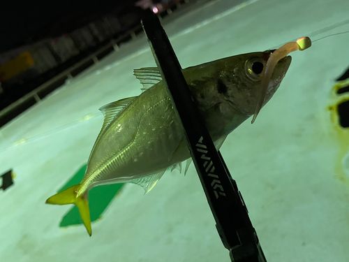 マアジの釣果