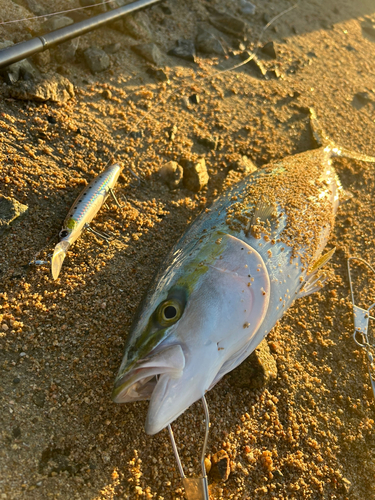 ヤズの釣果