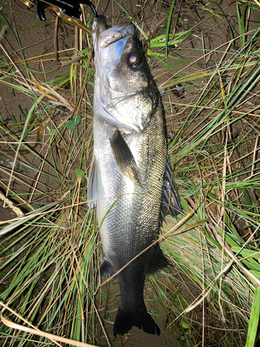 高津川下流