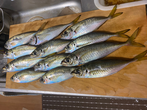 アジの釣果