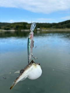 クサフグの釣果