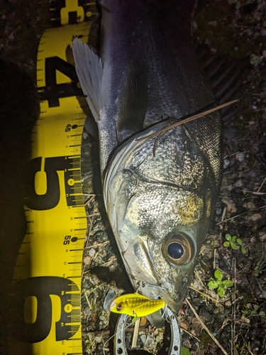 シーバスの釣果