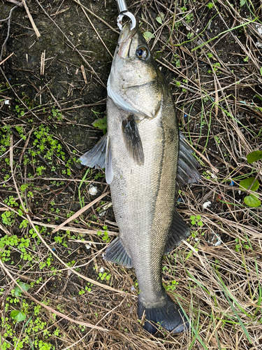 スズキの釣果