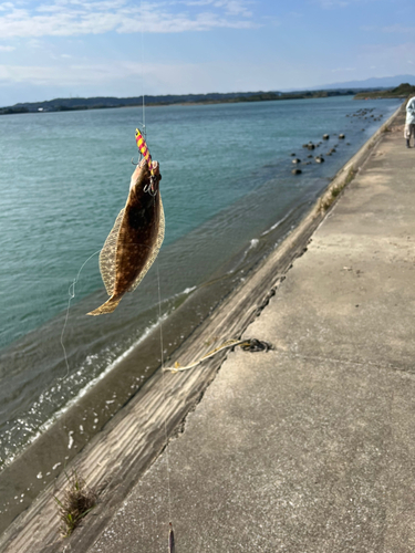 ヒラメの釣果