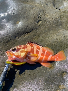 アカハタの釣果