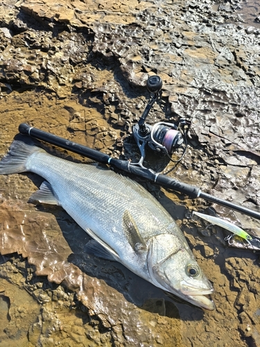 ヒラスズキの釣果