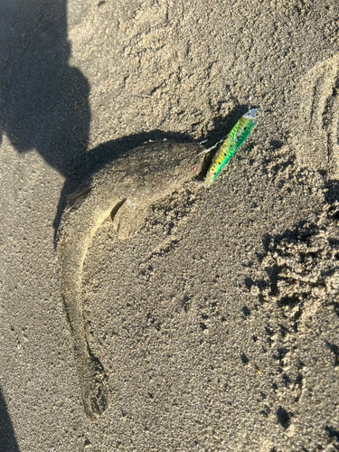 マゴチの釣果