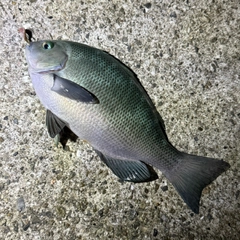 クチブトグレの釣果