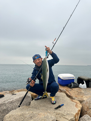 ハマチの釣果