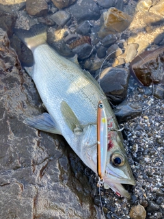 ヒラスズキの釣果