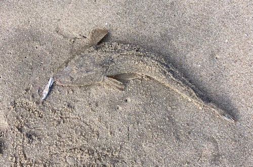 マゴチの釣果