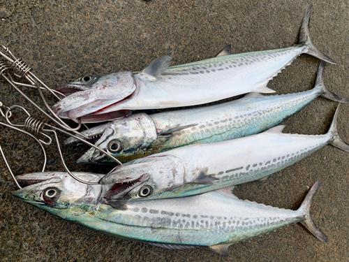 サゴシの釣果