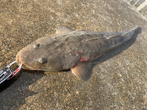 マゴチの釣果