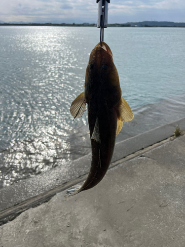 マゴチの釣果