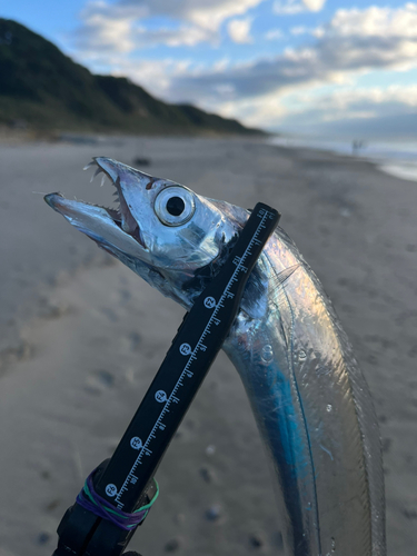 タチウオの釣果