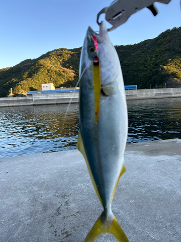 ハマチの釣果