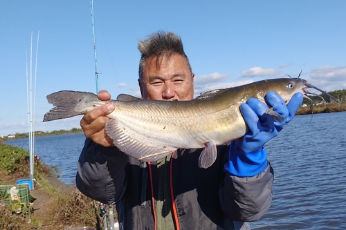 アメリカナマズの釣果