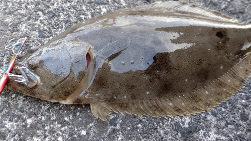 ヒラメの釣果