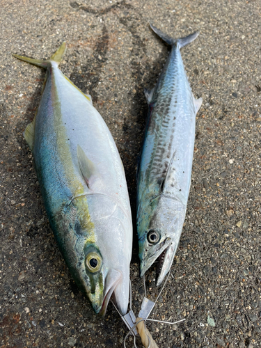 ヤズの釣果