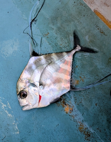 イトヒキアジの釣果