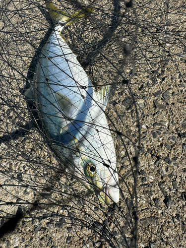 ヤズの釣果