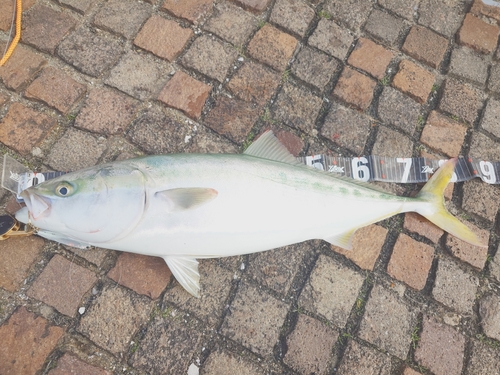 ブリの釣果