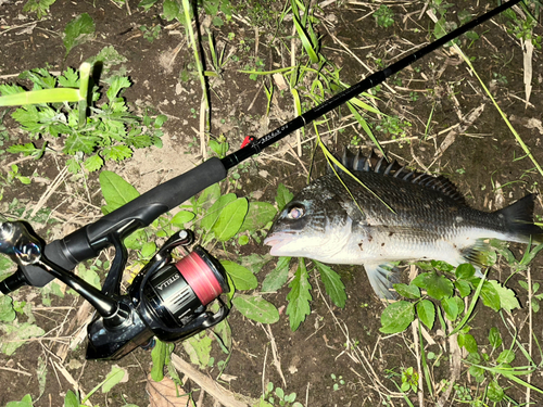 チヌの釣果