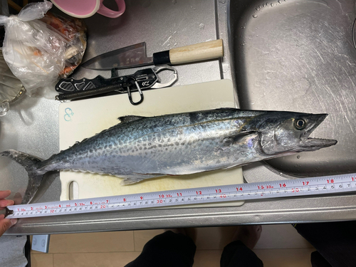 サゴシの釣果