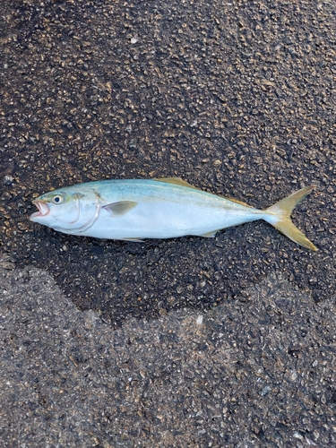 ハマチの釣果