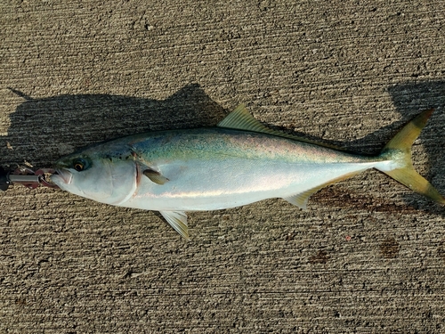 メジロの釣果