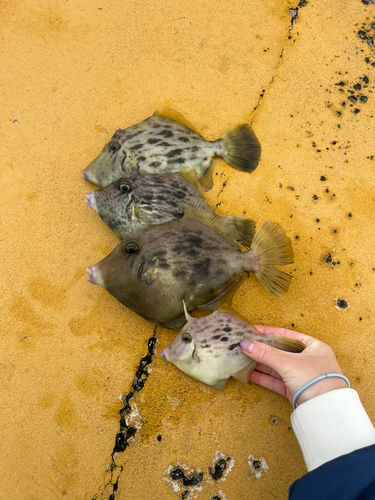 カワハギの釣果