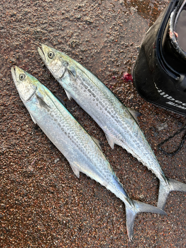 サゴシの釣果