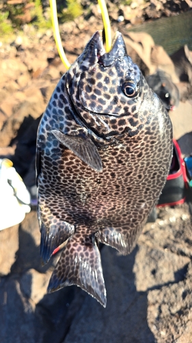 イシガキダイの釣果