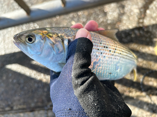 コノシロの釣果