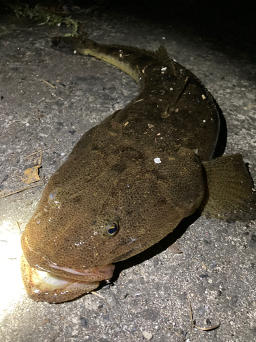 マゴチの釣果